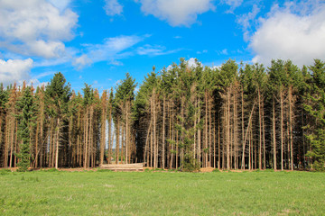 Fir forest with bark beetle and blue sky background