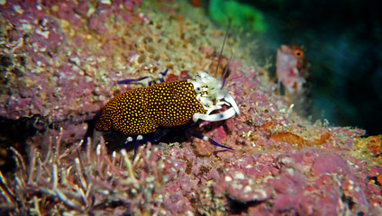 Underwater scenic image of Spotted Bumblebee Shrimp – Gnathophyllum elegans
