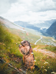 marmot closeup with the alpine road to Grossglockner in the background