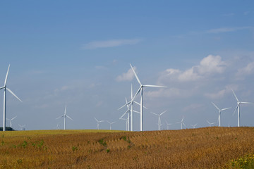 Wind turbines coexisting among agricultural crops on a sunny autumn day