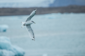 Flying