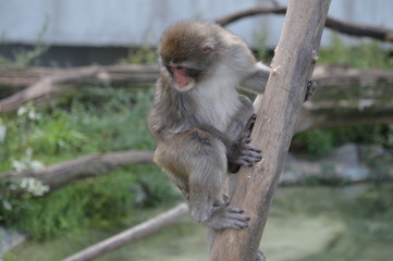 Snow monkey in the outdoors