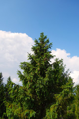 Coniferous trees in forest in the mountains