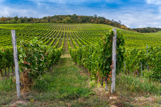 Rows of vineyard on hill before harvesting in Tokaj area of Slovakia. Autumn landscape under blue sky