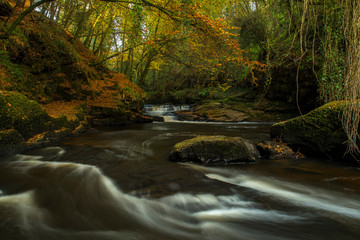 Autumnal woodland scene, shaded river rapids, mossy rocks covered with autumn leaves, and trees in their yellows and browns. Bathed in a gorgeous gold.