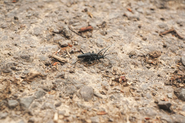 black longhorn beetles have sex. black bugs
