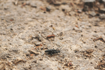 black longhorn beetles have sex. black bugs