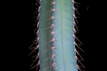 Cactus su fondo nero