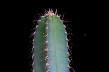 Cactus su fondo nero