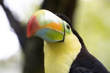 portrait of a toucan