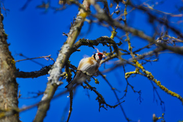 Stieglitz sitzt auf einem Ast im Frühling bei Sonnenschein und blauem Himmel Carduelis carduelis