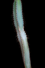 Cactus su fondo nero