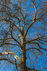 tree in the sky