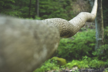 long branch like a barrier