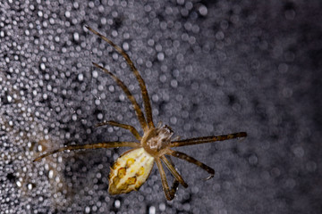 Spider sing in the rain