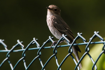 Spotted flycatcher (Muscicapa striata)