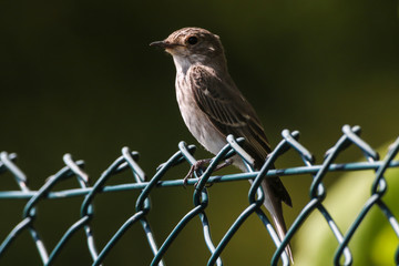 Spotted flycatcher (Muscicapa striata)