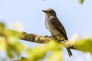 Spotted flycatcher (Muscicapa striata)