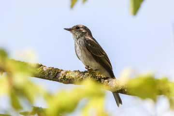 Spotted flycatcher (Muscicapa striata)