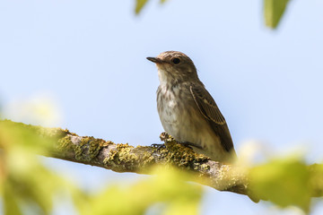 Spotted flycatcher (Muscicapa striata)