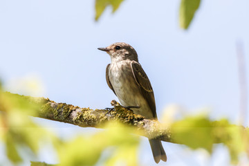 Spotted flycatcher (Muscicapa striata)