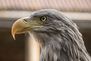 Portrait of an eagle