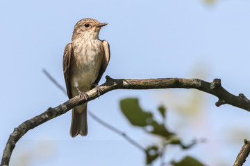 Spotted flycatcher (Muscicapa striata)