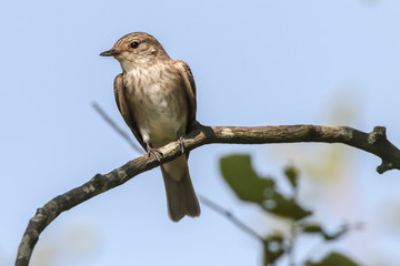 Spotted flycatcher (Muscicapa striata)