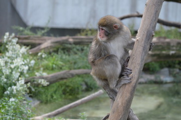 Snow monkey in the outdoors