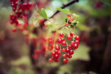 red currant