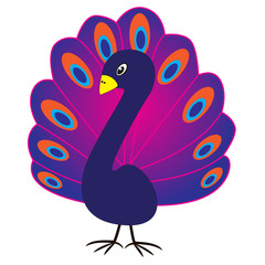 Beautiful peacock bird.