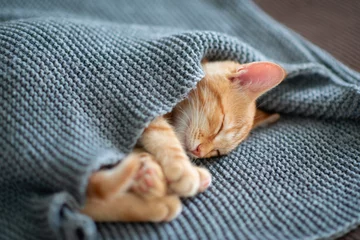 Tuinposter Cute red kitten sleeps on the back on sofa covered with a gray knitted blanket. Adorable little pet. Cute child animal © Khorzhevska