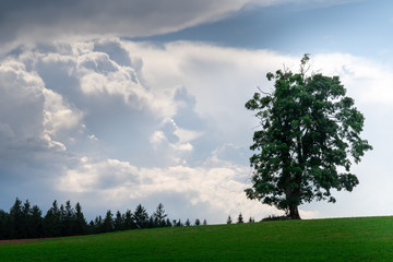 Einsamer Baum vor Gewitterwolken