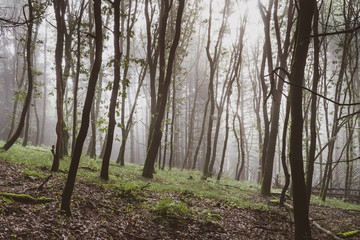 Wald am Morgen mit aufsteigendem Nebel