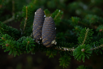 Spruce branch with young blue cones and green spruce needles on a blurred background of green garden. Selective focus. Nature concept for design. Google Переводчик
