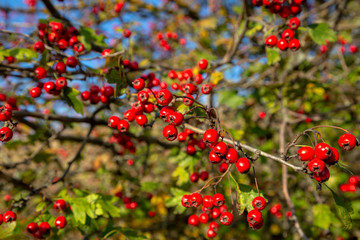 Bush of wild rosehip with bright red fruits and green leaves in sunny summer day