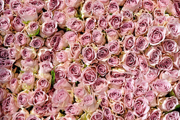 Pink roses background.