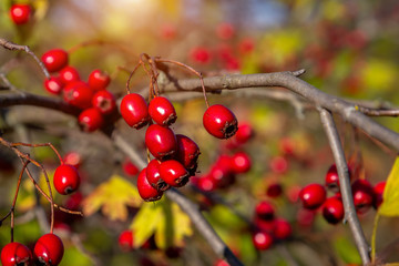 Bush of wild rosehip with bright red fruits and green leaves in sunny summer day