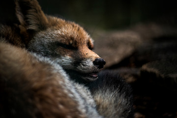 Naklejka na ściany i meble Sleeping fox