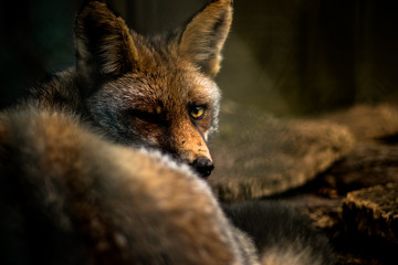 Fox
