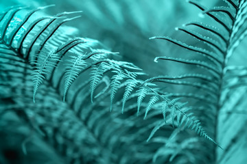 Natural green tropical texture of fern leaves, mint green color, fresh exotic botanical pattern. Abstract natural exotic jungle background