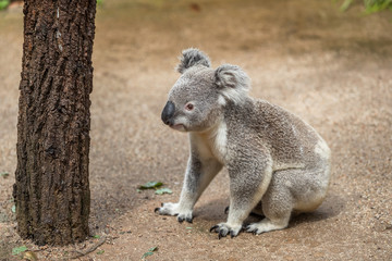 Koala walking on ground