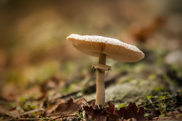 Mushroom