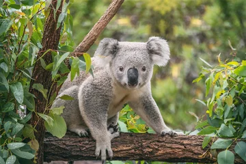 Zelfklevend Fotobehang Koala op eucalyptusboom buiten. © Maridav