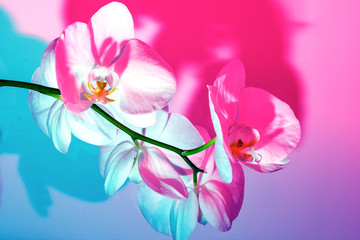 Delicate white orchid on blue pink background in neon light close up. Backdrop for your design . Flowers concept.
