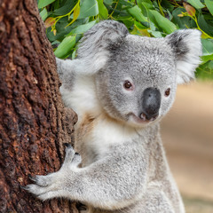 Koala climbing tree in outback wilderness.