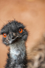 Emu looking funny at zoo, Australia. Black feathers big bird head.