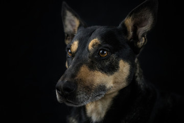Portrait of a dog