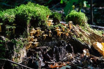 Obraz premium Mushrooms on a tree stump 