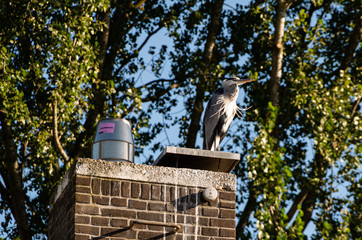 heron on chimney
